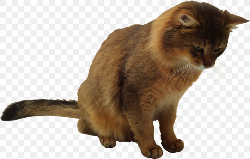 Burmese Cat Felidae Domestic Short-haired Cat Whiskers, PNG, 2633x1682px, Burmese Cat, Asian, Burmese, Carnivora, Carnivoran Download Free