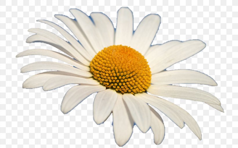 Common Daisy Oxeye Daisy Stock Photography Clip Art, PNG, 2560x1600px, Common Daisy, Chamaemelum Nobile, Chrysanths, Cut Flowers, Daisy Download Free
