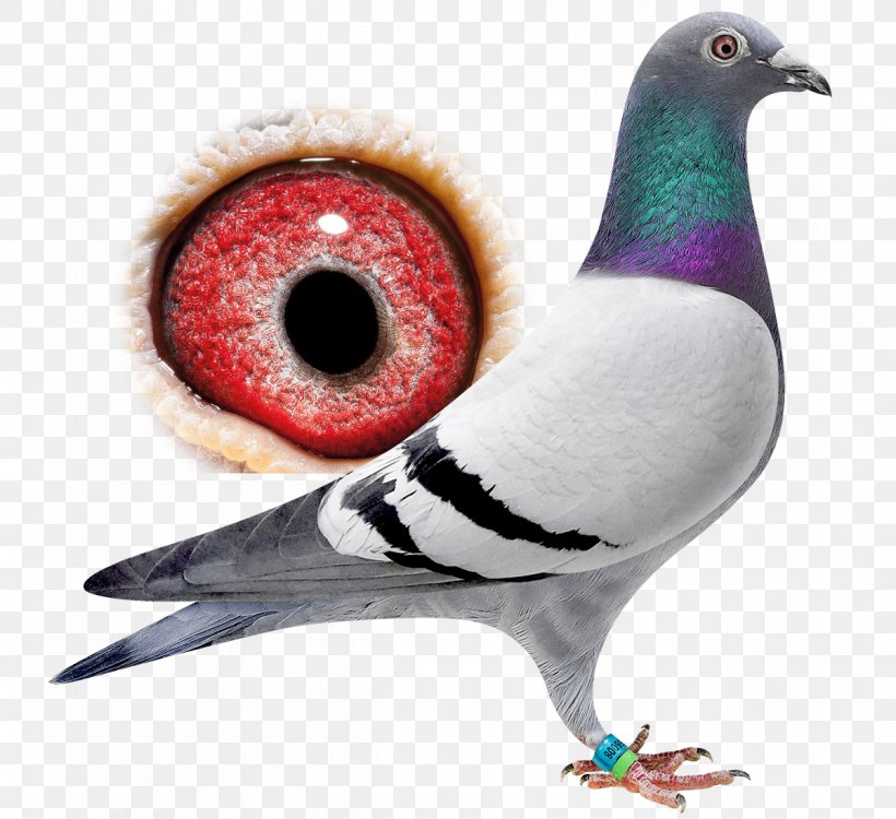 Pigeons And Doves 0 Bird Travel Auction, PNG, 1200x1098px, 2018, Pigeons And Doves, Auction, Beak, Belgium Download Free