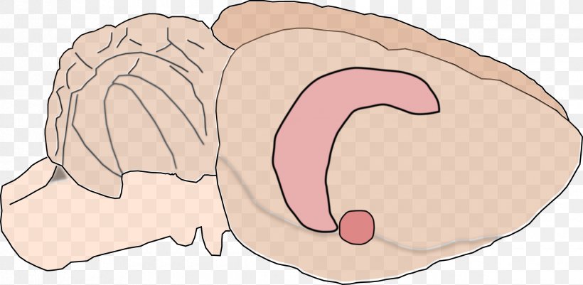Rat Hippocampus Anatomy Brain Amygdala, PNG, 2400x1175px, Watercolor, Cartoon, Flower, Frame, Heart Download Free