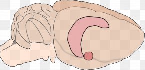 Rat - Rat Hippocampus Anatomy Brain Amygdala PNG