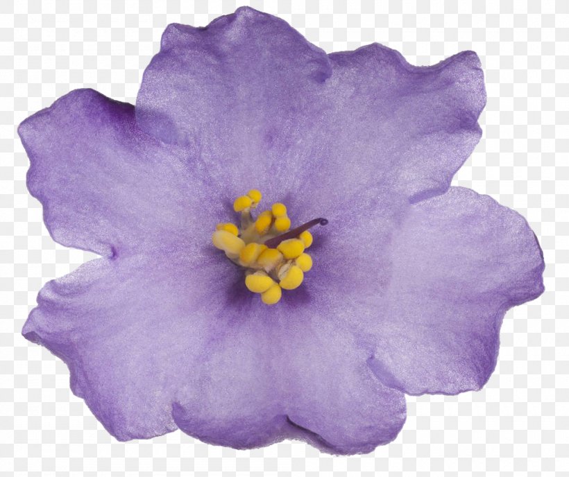 Violet Hoary Stock RGB Color Model, PNG, 1000x840px, Violet, Closeup, Color, Computer Software, Flower Download Free