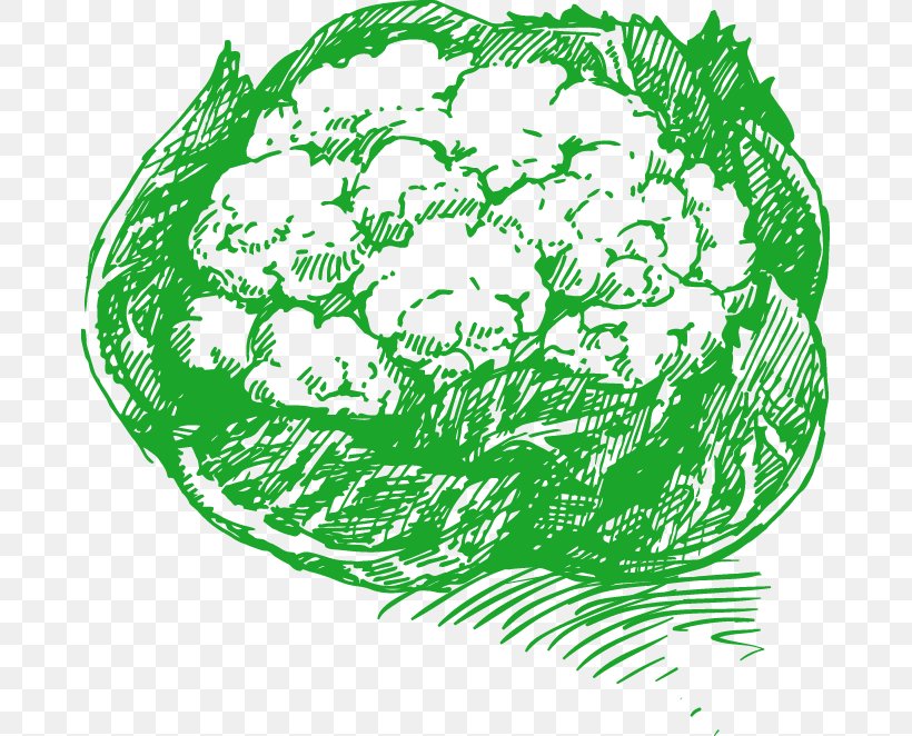 Cauliflower Drawing Vegetable Illustration, PNG, 673x662px, Cauliflower, Area, Drawing, Food, Grass Download Free