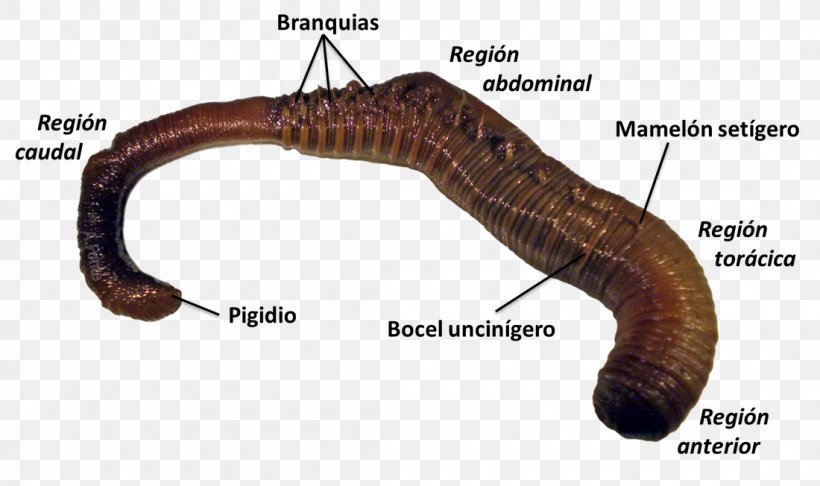 Earthworms Polychaeta Lugworm Nereis, PNG, 1100x652px, Worm, Anatomy, Annelid, Chaeta, Earthworms Download Free