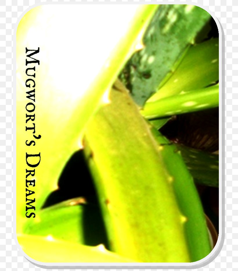 Leaf Moisture Close-up Plant Stem, PNG, 740x930px, Leaf, Close Up, Closeup, Grass, Moisture Download Free
