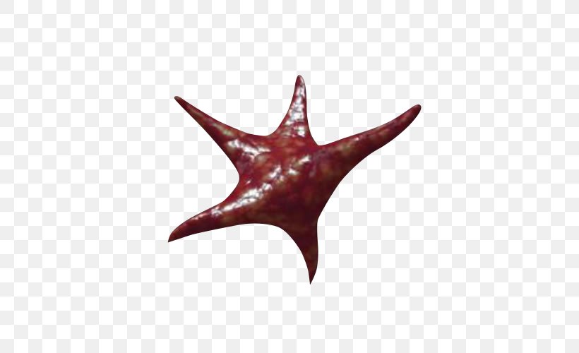 Starfish Health Care GIF Clip Art Animation, PNG, 500x500px, Starfish, Animation, Circulatory System, Dainippon Sumitomo Pharma Co Ltd, Echinoderm Download Free