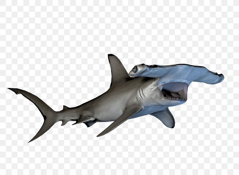 Hammerhead Shark Requiem Sharks YouTube Gamer, PNG, 800x600px, Watercolor, Cartoon, Flower, Frame, Heart Download Free
