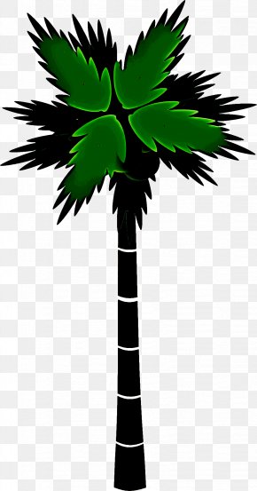 Coconut Desert Palm - Palm Tree PNG