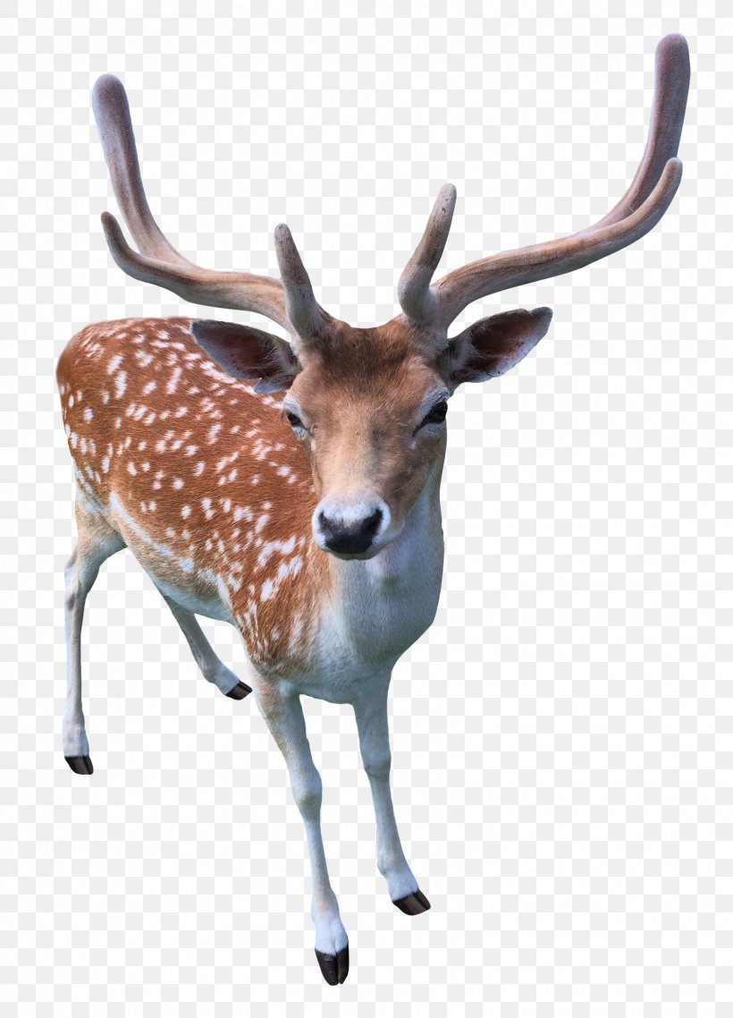 Reindeer, PNG, 1600x2222px, Deer, Antelope, Antler, Deer Hunting, Fauna Download Free