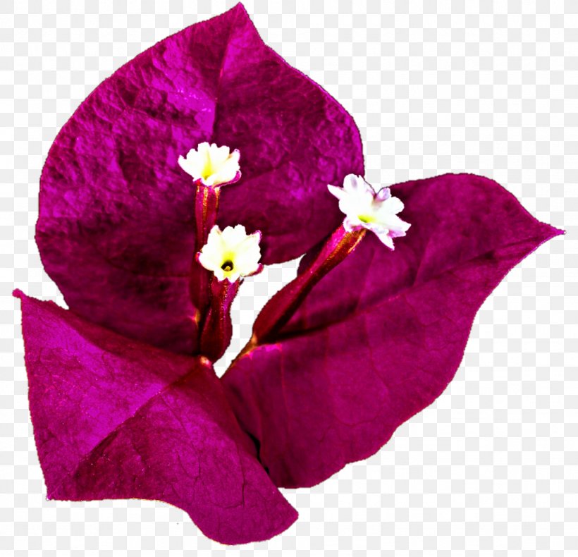 Bougainvillea Bougainville Island Drawing Clip Art, PNG, 1024x987px, Bougainvillea, Bougainville Island, Color, Drawing, Flower Download Free
