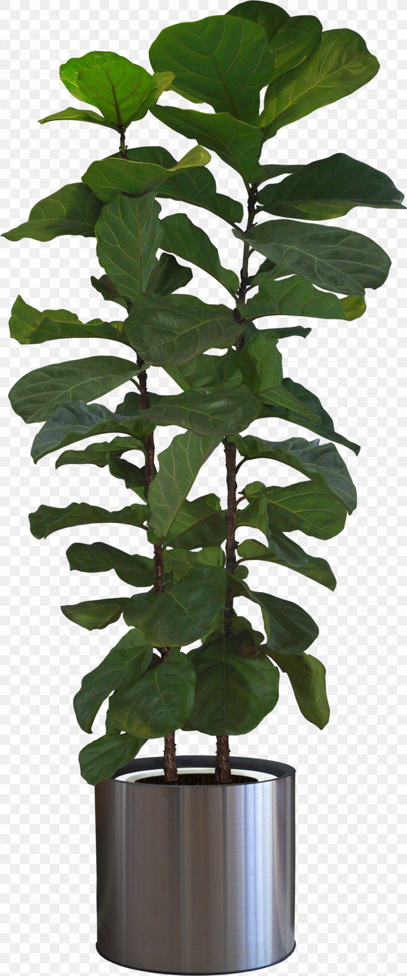 Fiddle-leaf Fig Houseplant Tree Bonsai, PNG, 1170x2806px, Fiddleleaf Fig, Arecaceae, Bonsai, Cape Jasmine, Chamaedorea Elegans Download Free