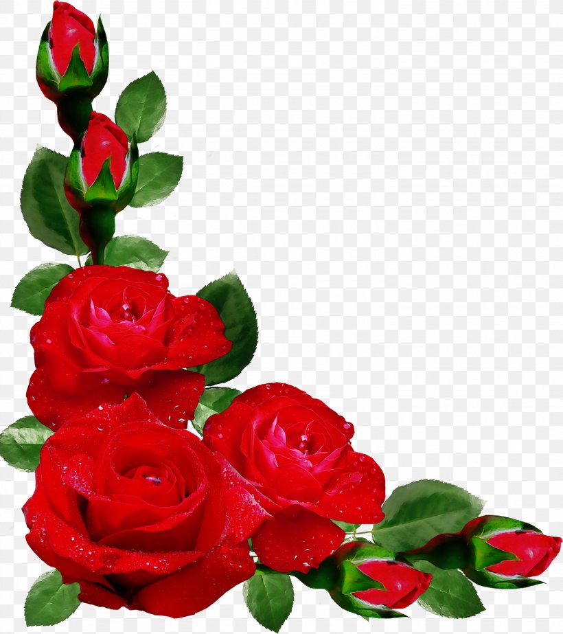 Garden Roses, PNG, 2664x3000px, Watercolor, Floribunda, Flower, Flowering Plant, Garden Roses Download Free