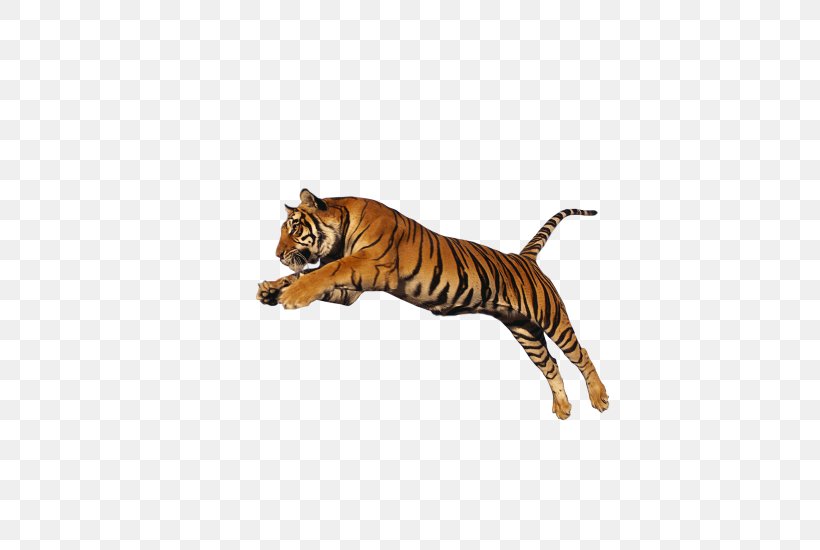Lion Clip Art, PNG, 550x550px, Lion, Animal Figure, Bengal Tiger, Big Cat, Big Cats Download Free
