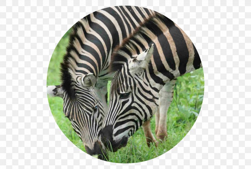 Quagga Fauna Grassland Zebra Wildlife, PNG, 2866x1930px, Quagga, Animal, Closeup, Fauna, Grass Download Free