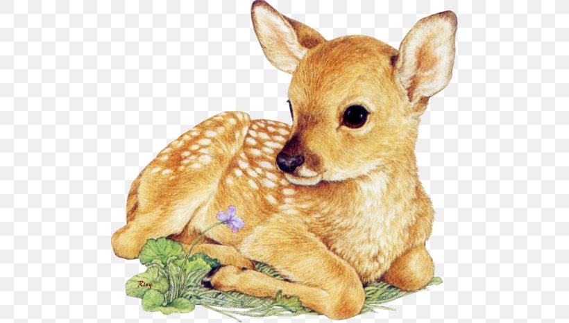 White-tailed Deer Drawing Infant Clip Art, PNG, 500x466px, Deer, Antler, Art, Cuteness, Deer Hunting Download Free