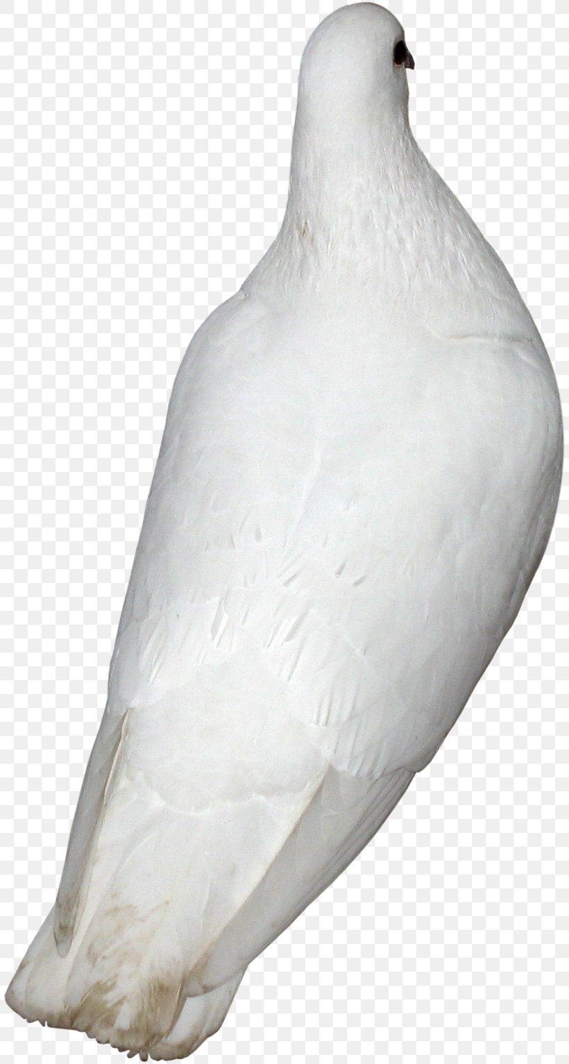 Beak Water Bird Neck Galliformes, PNG, 818x1533px, Beak, Bird, Feather, Galliformes, Neck Download Free