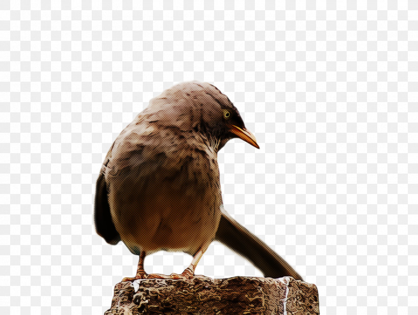 Bird, PNG, 1430x1076px, Bird, Beak, Perching Bird, Songbird, Wildlife Download Free