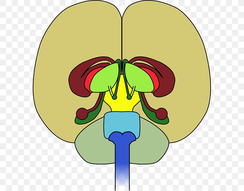 Brain Neurological Disorder Neurology Cortisol Health, PNG, 599x640px, Watercolor, Cartoon, Flower, Frame, Heart Download Free