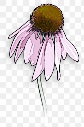 Daisy PNG