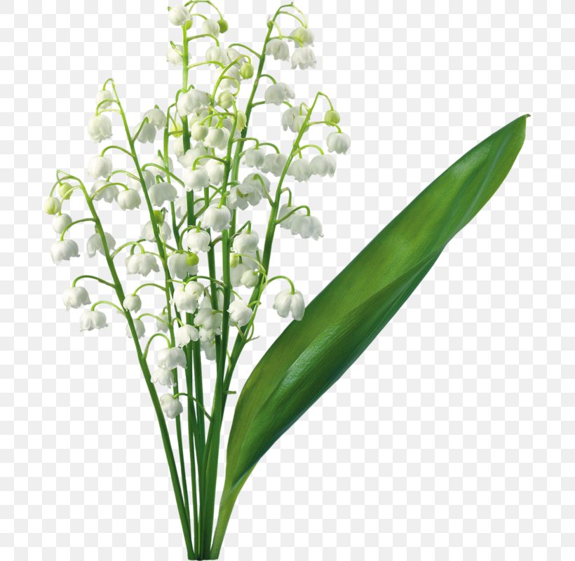 Lily Of The Valley Lilium Flower Clip Art, PNG, 694x800px, Lily Of The Valley, Amaryllis, Arumlily, Cut Flowers, Flower Download Free
