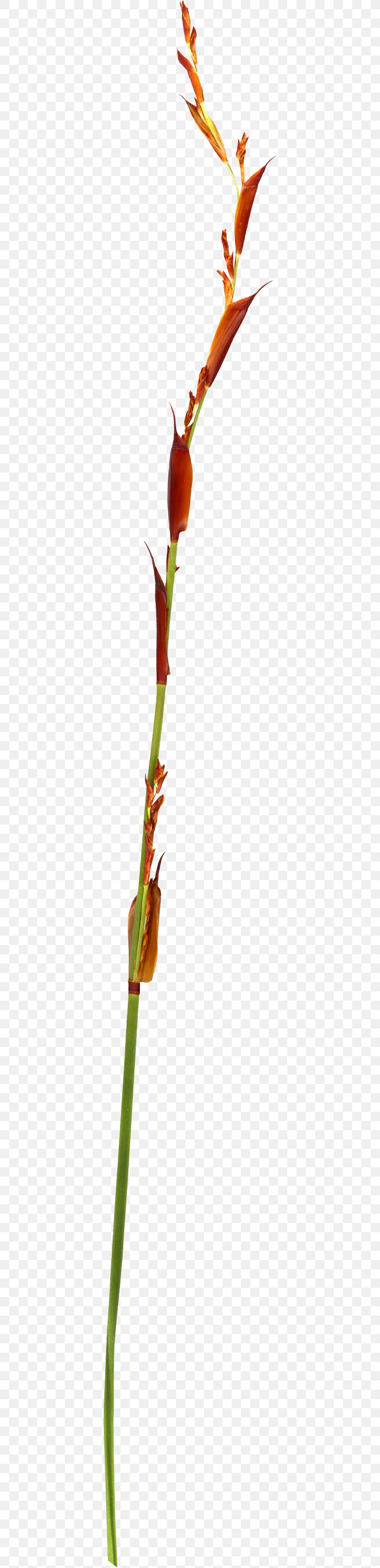 Twig Plant Stem Bud Leaf, PNG, 374x3385px, Twig, Branch, Branching, Bud, Family Download Free