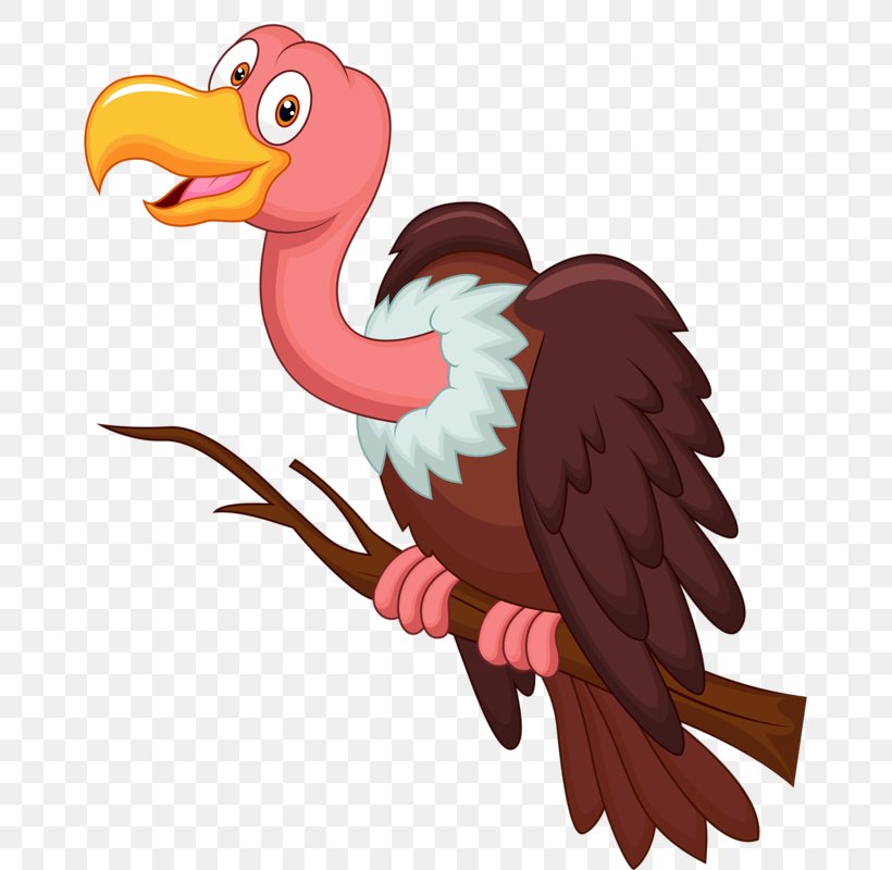 Bird Vulture Cartoon Clip Art, PNG, 702x800px, Bird, Beak, Bird Of Prey, Cartoon, Chicken Download Free