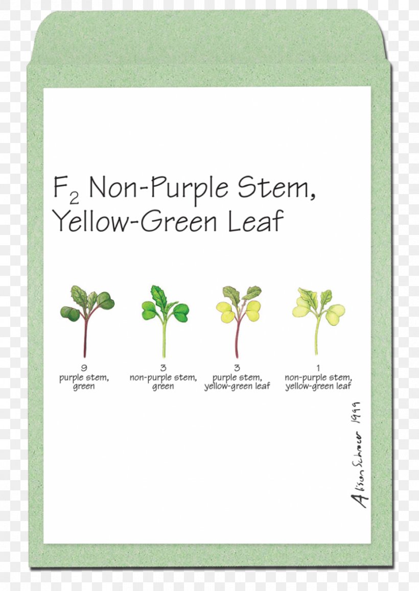 Field Mustard Green Flower Plants Leaf, PNG, 930x1313px, Field Mustard, Area, Brand, Cabbages, Flower Download Free
