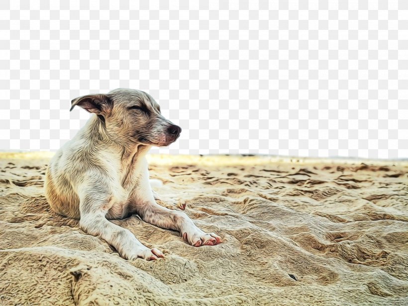 Stress Cartoon, PNG, 2000x1500px, Dog, Africanis, American Staghound, Breed, Companion Dog Download Free