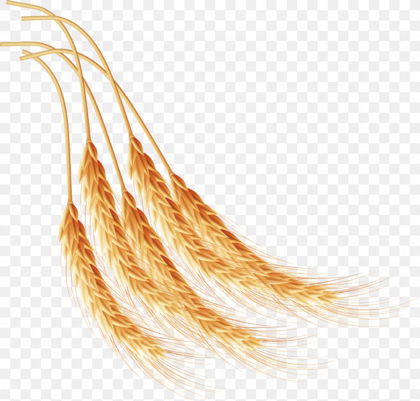Wheat Computer File, PNG, 1592x1521px, Wheat, Commodity, Computer Software, Drawing, Ear Download Free