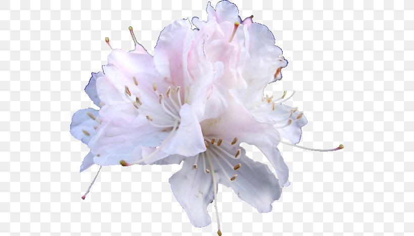 Cut Flowers Azalea Petal Flower Bouquet, PNG, 543x467px, Flower, Azalea, Blossom, Cut Flowers, Diphylleia Download Free