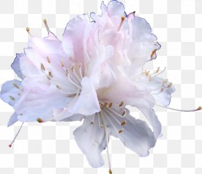 Mundi - Cut Flowers Azalea Petal Flower Bouquet PNG
