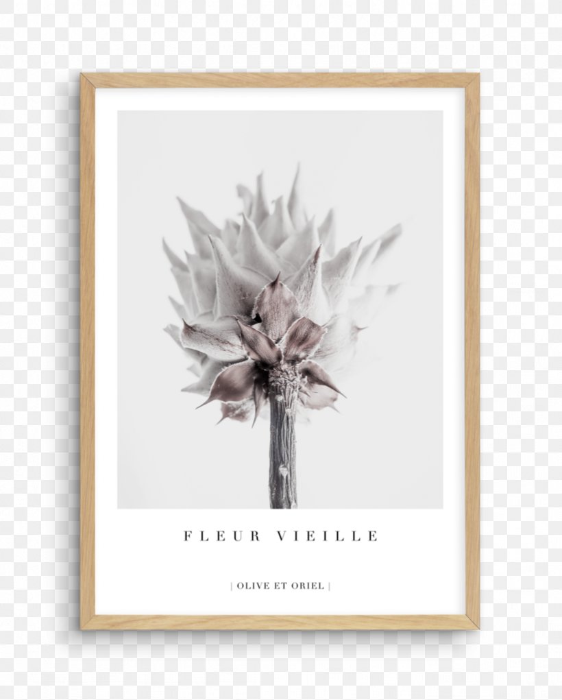 King Protea Cut Flowers Petal Floral Design, PNG, 821x1023px, King Protea, Cut Flowers, Floral Design, Flower, Flowering Plant Download Free