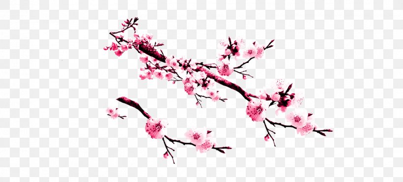 Peach Pink Cherry Blossom, PNG, 1518x685px, Peach, Ameixeira, Blossom, Branch, Cherry Blossom Download Free
