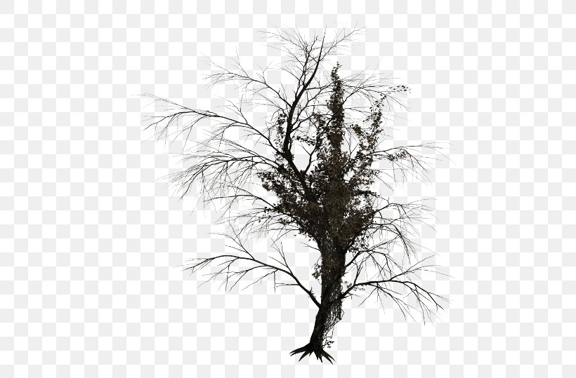 Tree Branch Trunk Image, PNG, 480x539px, Tree, American Larch, Branch, Christmas Tree, Drawing Download Free