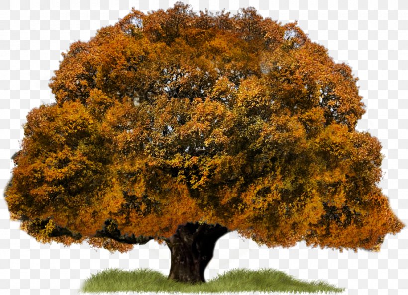 Tree Download, PNG, 920x666px, Tree, Autumn, Computer Graphics, Deciduous, Houseplant Download Free