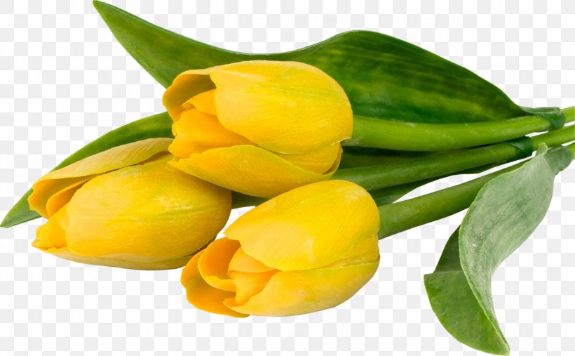 Tulip Yellow Zheltie Tyul'pany Flower Color, PNG, 1280x792px, Tulip, Color, Flower, Flower Bouquet, Food Download Free