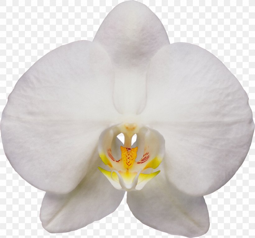 White Moth Orchid Flower Petal Plant, PNG, 2593x2431px, Watercolor, Dendrobium, Flower, Flowering Plant, Moth Orchid Download Free