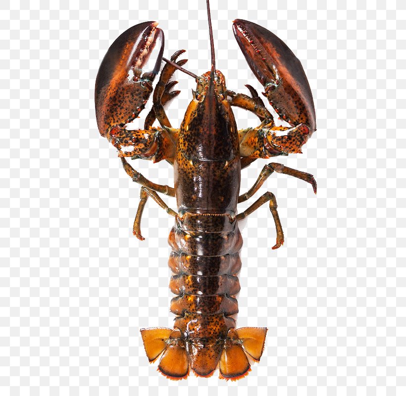 American Lobster Homarus Gammarus Seafood Palinurus Elephas Shrimp, PNG, 800x800px, American Lobster, Animal Source Foods, Arthropod, Decapoda, Fishing Industry Download Free