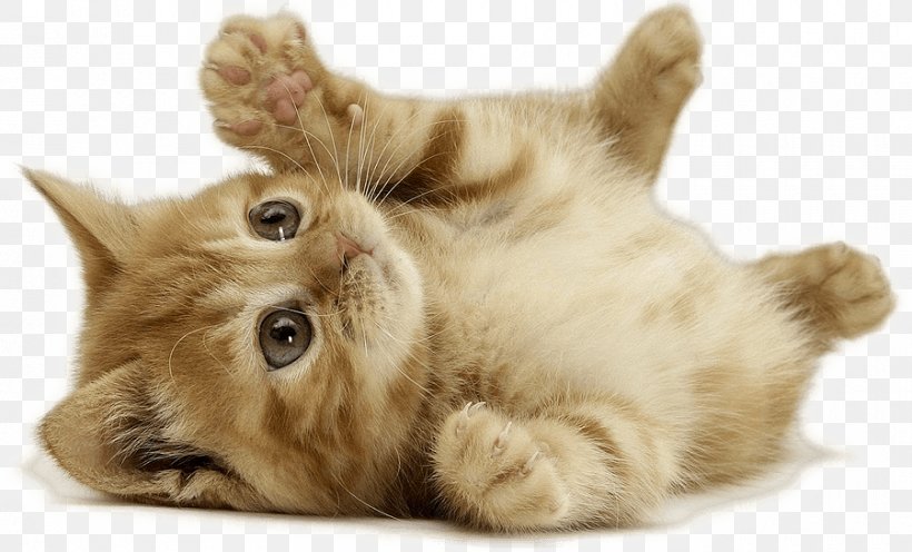 Kitten British Shorthair Dog Cuteness Pet, PNG, 900x545px, Kitten, Animal, Breed, British Shorthair, Carnivoran Download Free