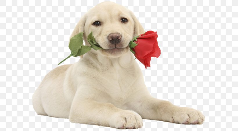 Labrador Retriever Puppy Cat Valentine's Day Bull Terrier, PNG, 600x450px, Labrador Retriever, Bull Terrier, Carnivoran, Cat, Companion Dog Download Free