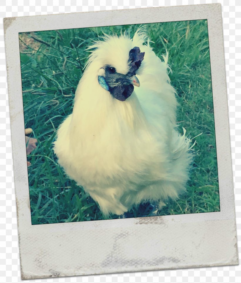 Rooster Wyandotte Chicken Australorp Silkie Ameraucana, PNG, 914x1073px, Rooster, Ameraucana, Animal, Australorp, Beak Download Free