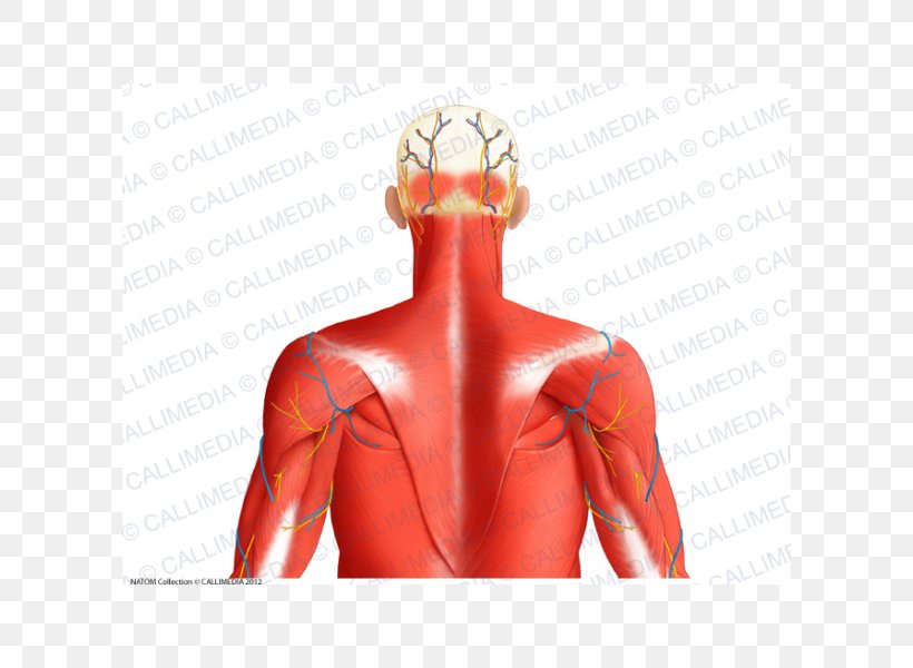 Superior Auricular Muscle Posterior Triangle Of The Neck Muscular System Human Body, PNG, 600x600px, Watercolor, Cartoon, Flower, Frame, Heart Download Free