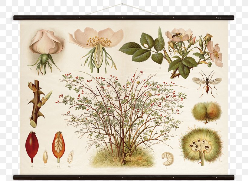 Floral Design Rosa Canina, PNG, 783x600px, Floral Design, Art, Botany, Branch, Canvas Download Free