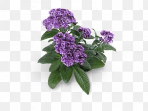 Sensuality - Heliotropium Betty Barclay Heliotrope Fennel Lilac PNG