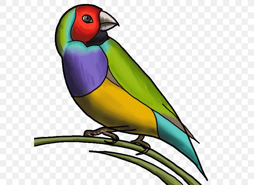 Lovebird, PNG, 600x600px, Bird, Beak, Finch, Lovebird, Parrot Download Free