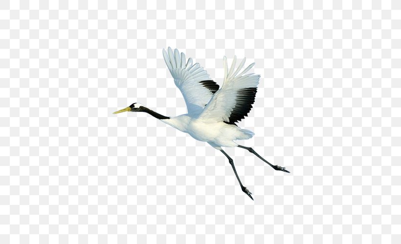 Red-crowned Crane Bird Zhalong Nature Reserve, PNG, 500x500px, Crane, Animal, Beak, Bird, Bird Migration Download Free