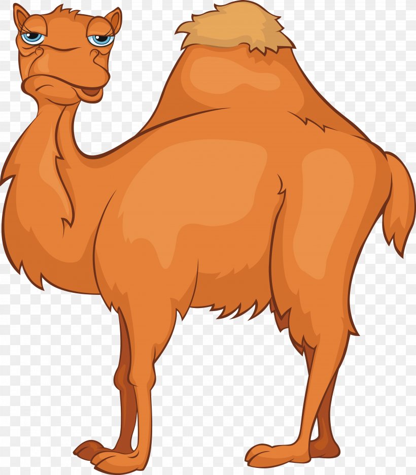 Camel Cartoon Stock Photography Stock Illustration, PNG, 5128x5856px, Camel, Arabian Camel, Beak, Camel Like Mammal, Cartoon Download Free
