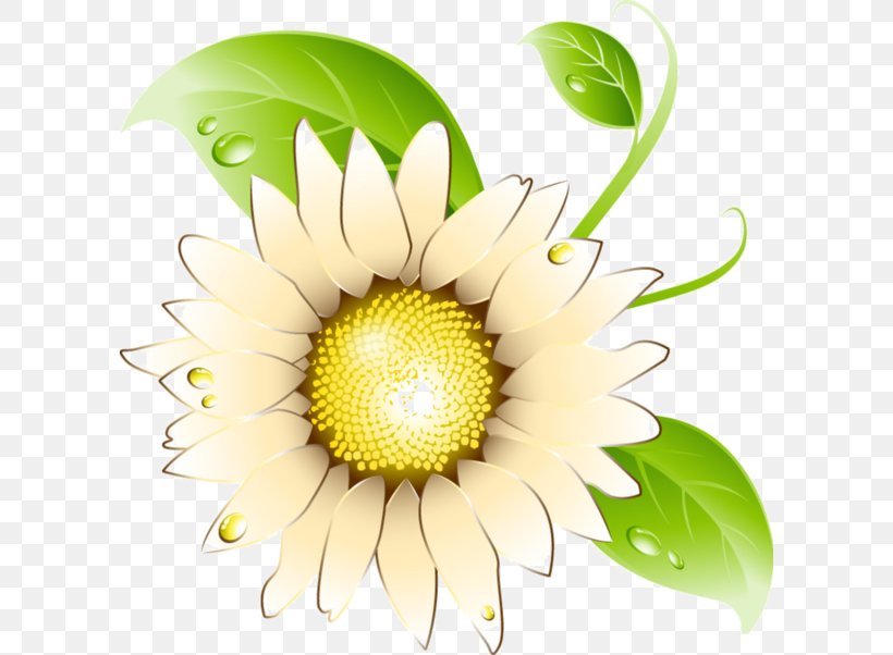 Common Sunflower Chrysanthemum Daisy Family, PNG, 600x602px, Flower, Bud, Chrysanthemum, Common Sunflower, Daisy Download Free