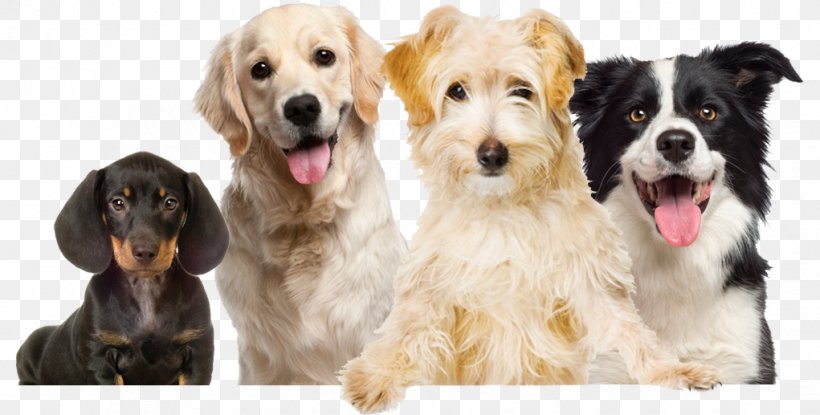 Labrador Retriever Puppy Pet Dog Grooming Dog Food, PNG, 1021x517px, Labrador Retriever, Animal Rescue Group, Animal Welfare, Carnivoran, Cockapoo Download Free