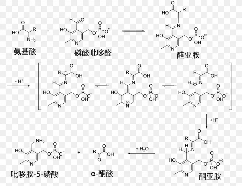 Transamination Pyridoxal Phosphate Reaction Mechanism Schiff Base, PNG, 999x768px, Watercolor, Cartoon, Flower, Frame, Heart Download Free